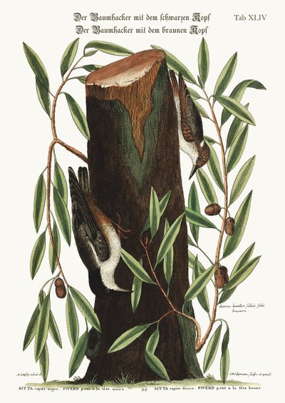 The Nuthatch. The small Nuthatch, 1749-73 by Mark Catesby